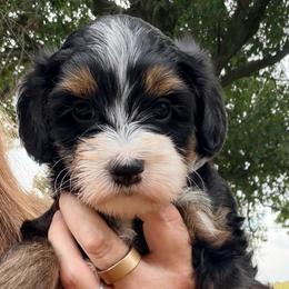 Black tri female - Tri-color female Bernedoodle puppy in Lincoln, Nebraska from GRand Doodles