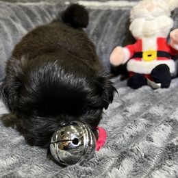 Shih Tzu Puppies from Hilltop Shih Tzus