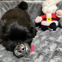 Shih Tzu Puppies from Hilltop Shih Tzus