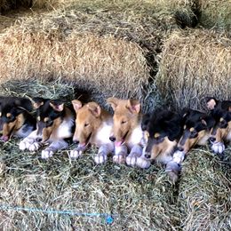 Collie Puppies from Deer Hill Collies