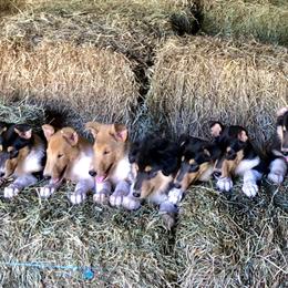 Collie Puppies from Deer Hill Collies
