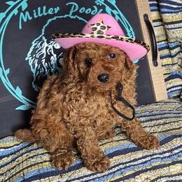 Poodle Puppies from Miller Poodles