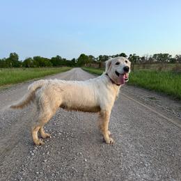 Daisy - Golden Retriever