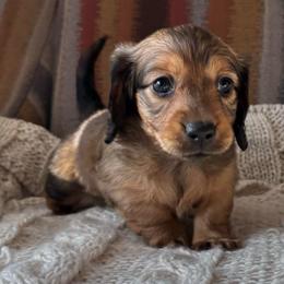Shaded Red - Red female Dachshund puppy in Mesa, Arizona from Ruby Desert Doxies