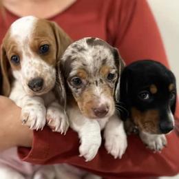 Dachshunds from Woodfield Weenies