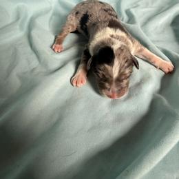 Boy 2 - Blue merle male Australian Shepherd puppy in Worcester County, Massachusetts from O’Kejas  Kennel