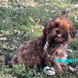 Aragorn - Chocolate and tan male Shih Tzu puppy in Bloomfield, Indiana from Meihem Pups