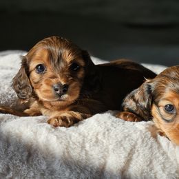 Dachshund Puppies from Loyal Lil Dachshunds