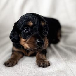 Raney - Black and tan female Dachshund puppy in Fayetteville, Arkansas from Natural State Dachshunds