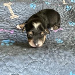 Trumpet- Sable - Sable male Dachshund puppy in Wolf Lake, Indiana from Canisteo Dachshunds