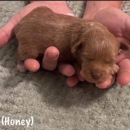 Miniature Schnauzer and Schnoodle Puppies from River and Pine Pups