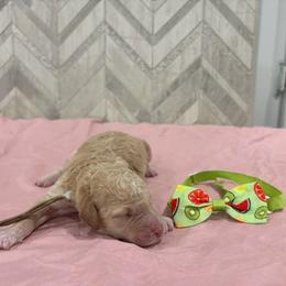Hei Hei - Apricot male Goldendoodle puppy in Camden, North Carolina from Oopsie Doodles of NC