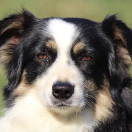 Sister - Australian Shepherd