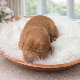 Cash (black) - Dark golden male Golden Retriever puppy in Centertown, Missouri from Redheaded Retrievers