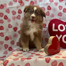 Latte Dot - Red tri-color male Australian Shepherd puppy in Rochelle, Illinois from Countryside Kennels and Aussies