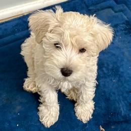 Sol - Wheaten male Miniature Schnauzer puppy in Kings Mountain, North Carolina from Behind the Beard Schnauzers