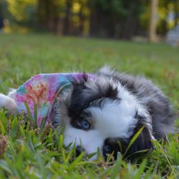 German Shorthaired Pointer, Miniature American Shepherd, Miniature Australian Shepherd, and Toy Australian Shepherd Puppies from Foxtail Hollow