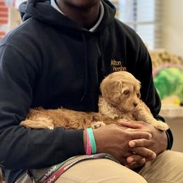 Australian Labradoodle Puppies from Maple Lane Australian Labradoodles