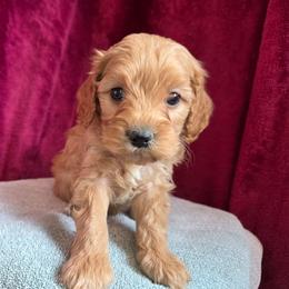 Angel - Red male Cavapoo puppy in Blackfoot, Idaho from Draper Mountain Doodles