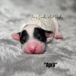 April - Tri-color female Bernedoodle puppy in Cleveland, Georgia from Jam's Doodles And Poodles