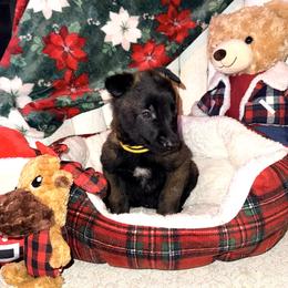 Yellow Collar - Mahogany male Belgian Malinois puppy in Trenton, Georgia from Laeknir K9
