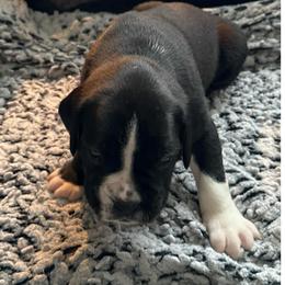Boy 2 - White male Boxer puppy in Lakeland, Florida from Cote's Boxers
