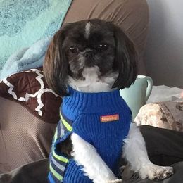 Zippy - Shih Tzu