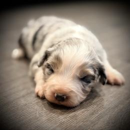 Madi - Blue merle female Miniature Australian Shepherd puppy in North Lakeport, California from Wild Rose Ranch