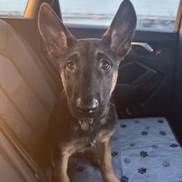 Player - Black sable male Belgian Malinois puppy in Pickens, South Carolina from ArcanaK9