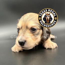 Biscuit 3500 - Cream male Dachshund puppy in Houston, Texas from Texas Regal Dachshunds LLC