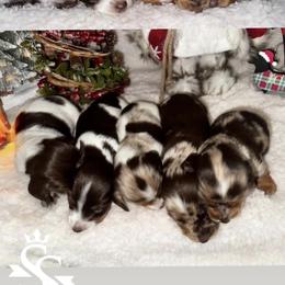 Dachshund Puppies from Signature Sloan - Long Hair Dachshunds