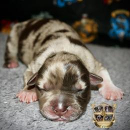 Romeo - Red merle male Miniature Australian Shepherd puppy in El Dorado Springs, Missouri from HP Aussie Kennels
