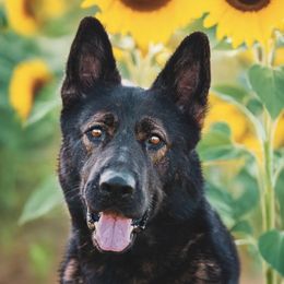 Stoli - German Shepherd