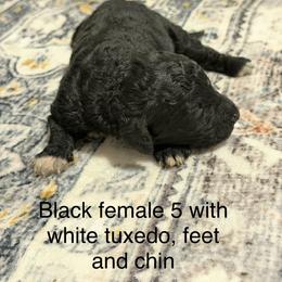 Female 5 - Black female Labradoodle puppy in Rockmart, Georgia from Ross Farm Doodles