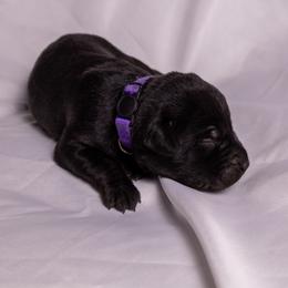 Brown - Black male Labrador Retriever puppy in Lebanon, Oregon from Table Rock Retrievers