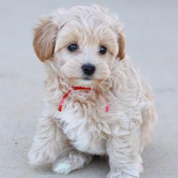Mr. Red Collar - Cream male Maltipoo puppy in Springtown, Texas from North Texas Puppies