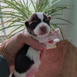 Dark chocolate and sable male 3 - Chocolate, tan and white male Yorkshire Terrier puppy in Gatesville, Texas from KontryKritterz Yorkies