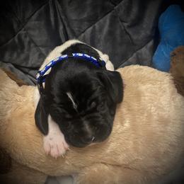 Male Puppy 1 blue reserved - Black roan male German Shorthaired Pointer puppy in Hardeman County, Tennessee from Howell Farm GSP