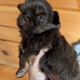 Chocolate Dobie Girl - Chocolate and tan female Shih Tzu puppy in Surry, Maine from McKayla Hairston
