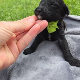 Collin - Black male Goldendoodle puppy in Augusta, Georgia from Ivey's Poodles & Doodles