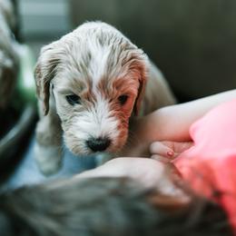 Goldendoodle and Golden Retriever Puppies from Poofy Puppies