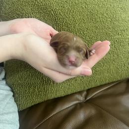 Etta - Red female Cavapoo puppy in Glendale, Arizona from Dashing Dogs