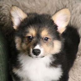 Timber (Fluffy) - Black and tan male Pembroke Welsh Corgi puppy in Fayetteville, Arkansas from Intergalactic Corgis