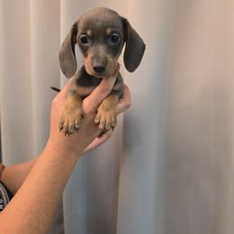 Grey male - Blue and tan male Dachshund puppy in Hesperia, California from VOM HAUSE Imperial