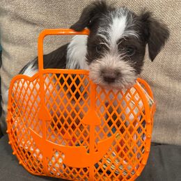 James - Parti male Miniature Schnauzer puppy in Palestine, Texas from Miniature Schnauzer Puppies of Palestine Tx