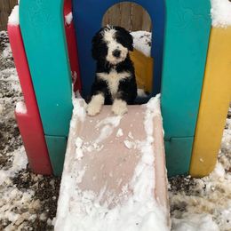 Blue Bell Bernedoodles breeder of Bernedoodle
