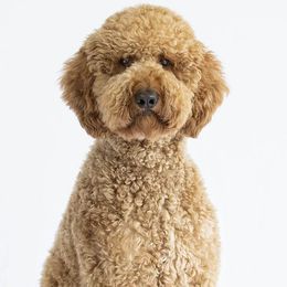 Goldendoodles from Porch Swing Pups