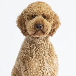 Goldendoodles from Porch Swing Pups