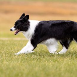 Border Collies from Wynversa Border Collies