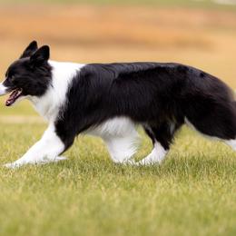 Border Collies from Wynversa Border Collies